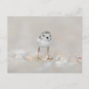 Zoek naar plevier posters Dier