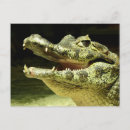 Recherche de le crocodile cartes postales Animal