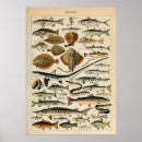 Recherche de millot posters Botanique