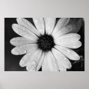 Zoek naar afrikaanse fotografie Bloemen