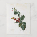 Recherche de framboise cartes postales Dessin