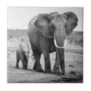 Recherche de veaux carreaux Montagne