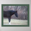 Recherche de un cheval posters Nature