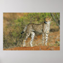 Recherche de wild africa posters Kenya