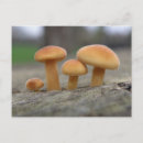 Zoek naar paddestoelen posters briefkaarten Natuur