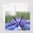 Zoek naar cornflower briefkaarten Kornbloem