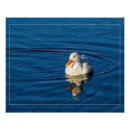 Recherche de canard blanc posters Sauvagine
