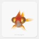 Recherche de yeux rouges autocollants Animaux