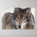 Recherche de photographie de loup posters Lupus