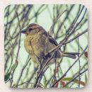 Recherche de moineau dessous de verres Nature