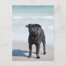 Recherche de carlin noir cartes postales Chien