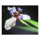 Recherche de iris photographie Lavande