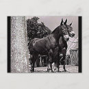 Recherche de mules cartes postales Âne