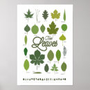 Recherche de maple tree posters Leaves