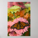 Zoek naar danaus plexippus posters Vlinder