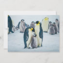 Recherche de oiseau de neige vœux cartes Antarctique
