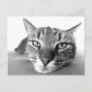 Zoek naar katten gezicht briefkaarten Katje