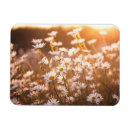 Recherche de marguerite magnets Champ