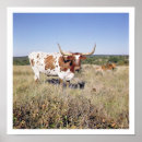 Recherche de longhorn du texas posters Américain