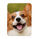 Recherche de chien domestique magnets Pour animaux