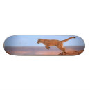 Zoek naar kale skateboards Usa