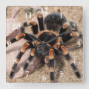 Recherche de arachnide horloges Animal