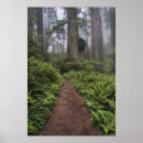 Zoek naar reusachtige posters Oerbos