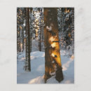 Recherche de givrée cartes postales Arbre