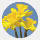 Recherche de fleurs de jonquille autocollants Coloré