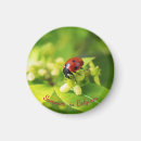 Recherche de insectes de beauté Coccinelle