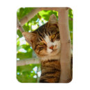 Recherche de grimpeur magnets Animaux