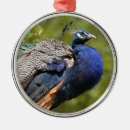 Recherche de paons ornements Plumes