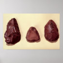 Recherche de paléolithique posters Tête