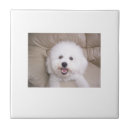 Recherche de frises carreaux Frise de bichon
