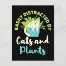 Recherche de plante de chat Jardinier