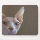 Recherche de chat sphynx tapis souris Félin