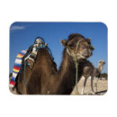 Recherche de côte méditerranéenne magnets Africain