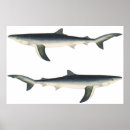 Recherche de shark posters Ocean