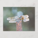 Recherche de ailes libellule cartes postales Dragon