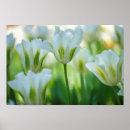 Recherche de tulipes blanches art Nature