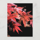 Zoek naar acer briefkaarten Herfst