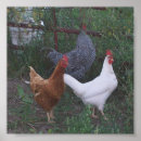 Recherche de copies encadrées Animaux