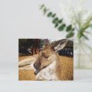 Recherche de kangourous cartes postales Marsupial