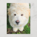 Recherche de appareil photo cartes postales Dog