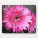 Recherche de gerbers Marguerite rose