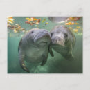 Recherche de lamantins cartes postales Sous marin