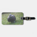 Recherche de pigeons bagages étiquettes Nature
