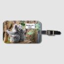 Recherche de koala mignon Ours de koala