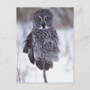 Recherche de hibou coloré cartes postales Oiseau