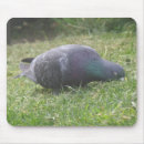 Recherche de pigeon tapis souris Mignon